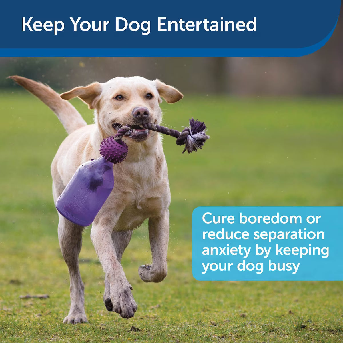 PetSafe Busy Buddy Tug-A-Jug XS