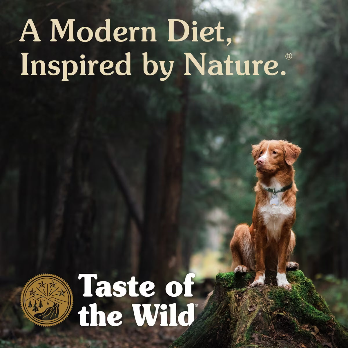 Taste of the Wild Pacific Stream Canine Recipe with Salmon in Gravy Canned Dog Food 13.2 OZ