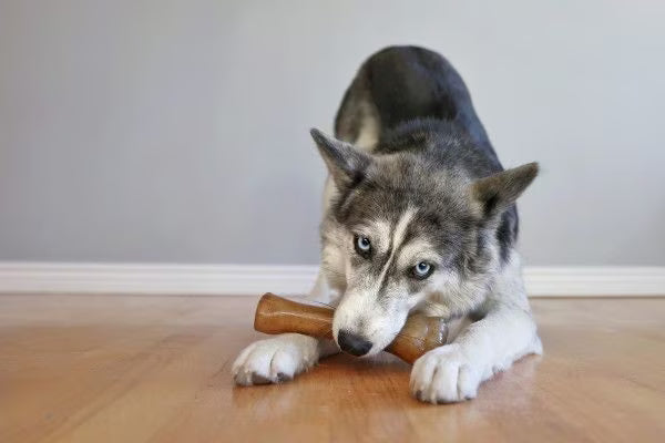NYLABONE PUPPYBONE SOUPER BRN