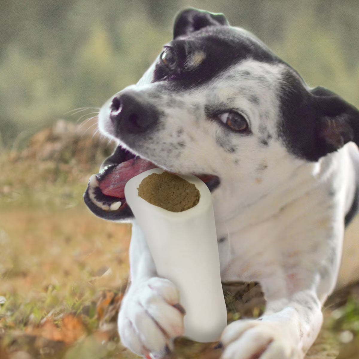 Cadet Stuffed Shin Bone 3ct