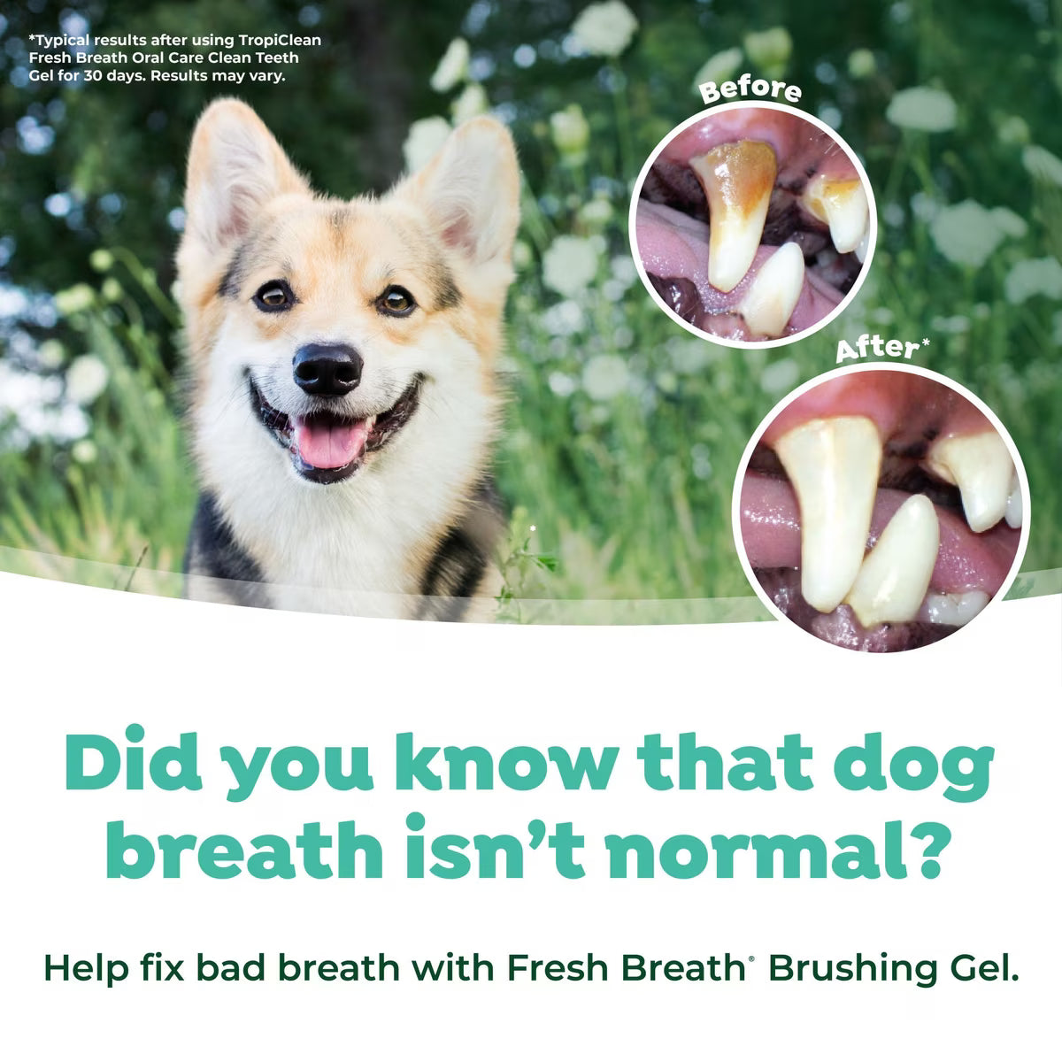 TropiClean Fresh Breath Oral Care Kit For Large Dogs