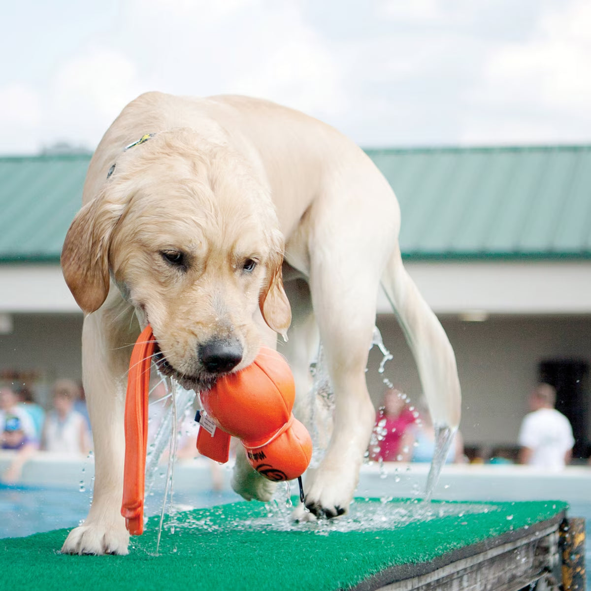 WUBBA WATER DOG TOY XLG