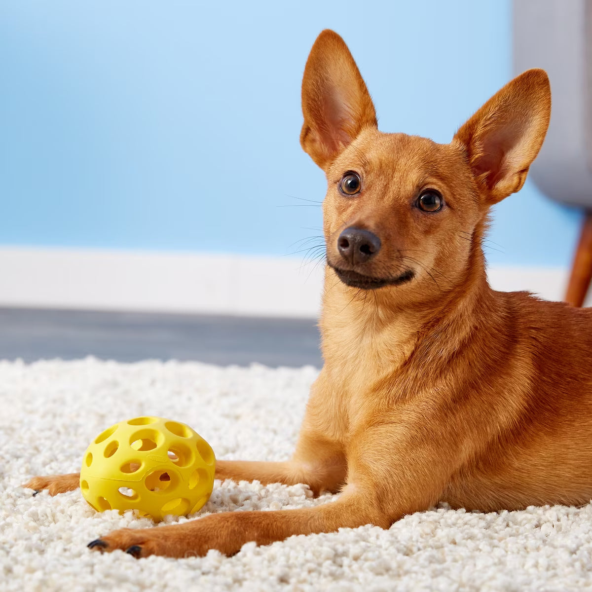 Jw Pet Hol-ee Football Dog Toy Small