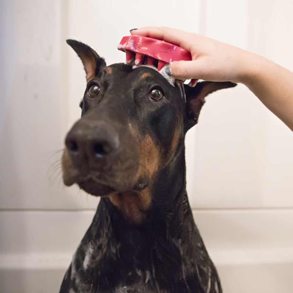 ZOOM GROOM SOFT PINK