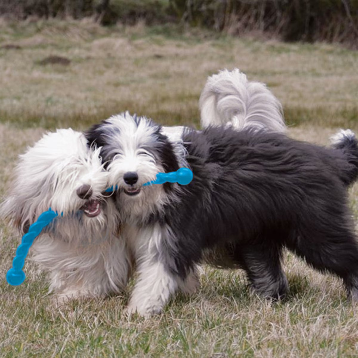 Kong Safestix SM Dog ASST   15