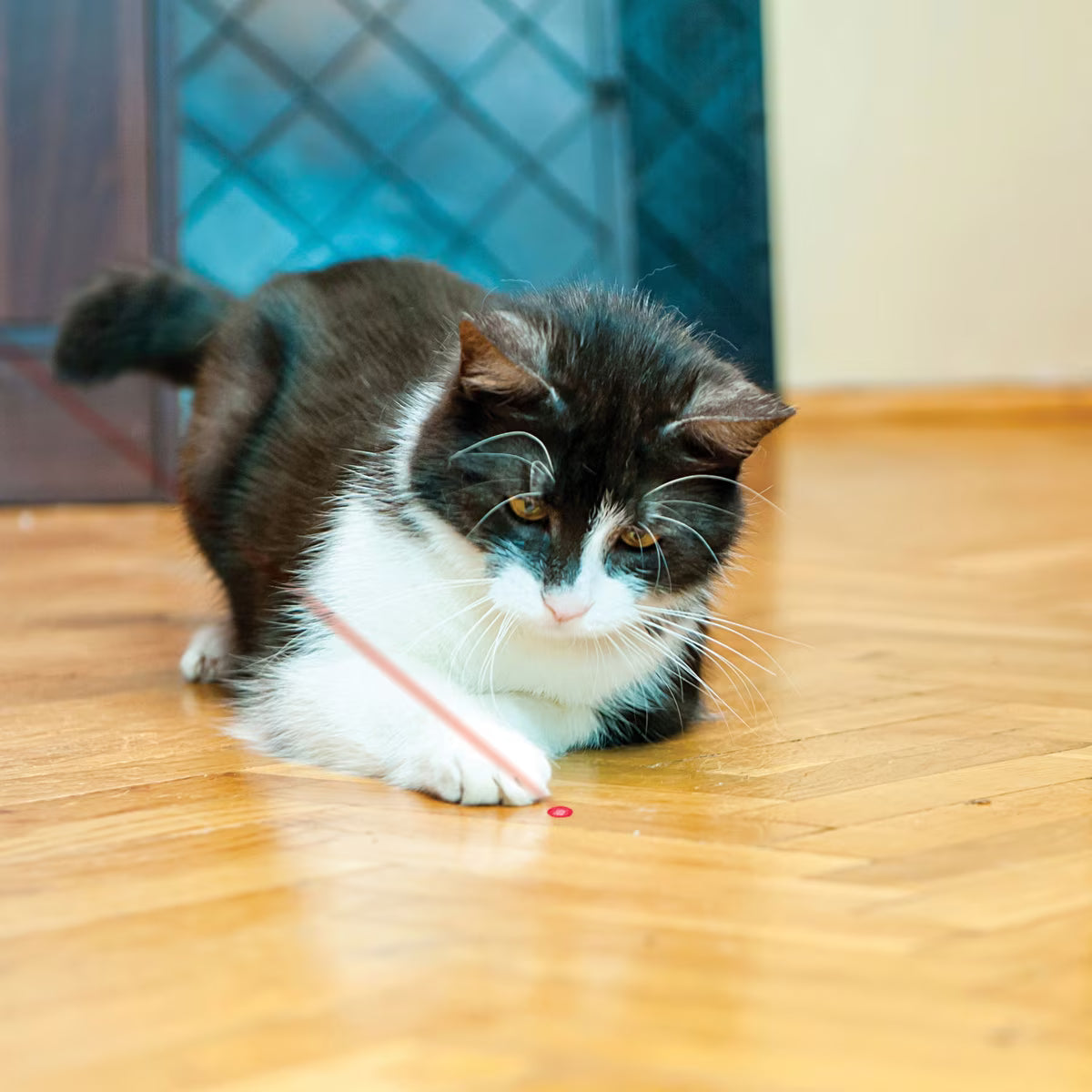 KONG Active Laser Toy Cat