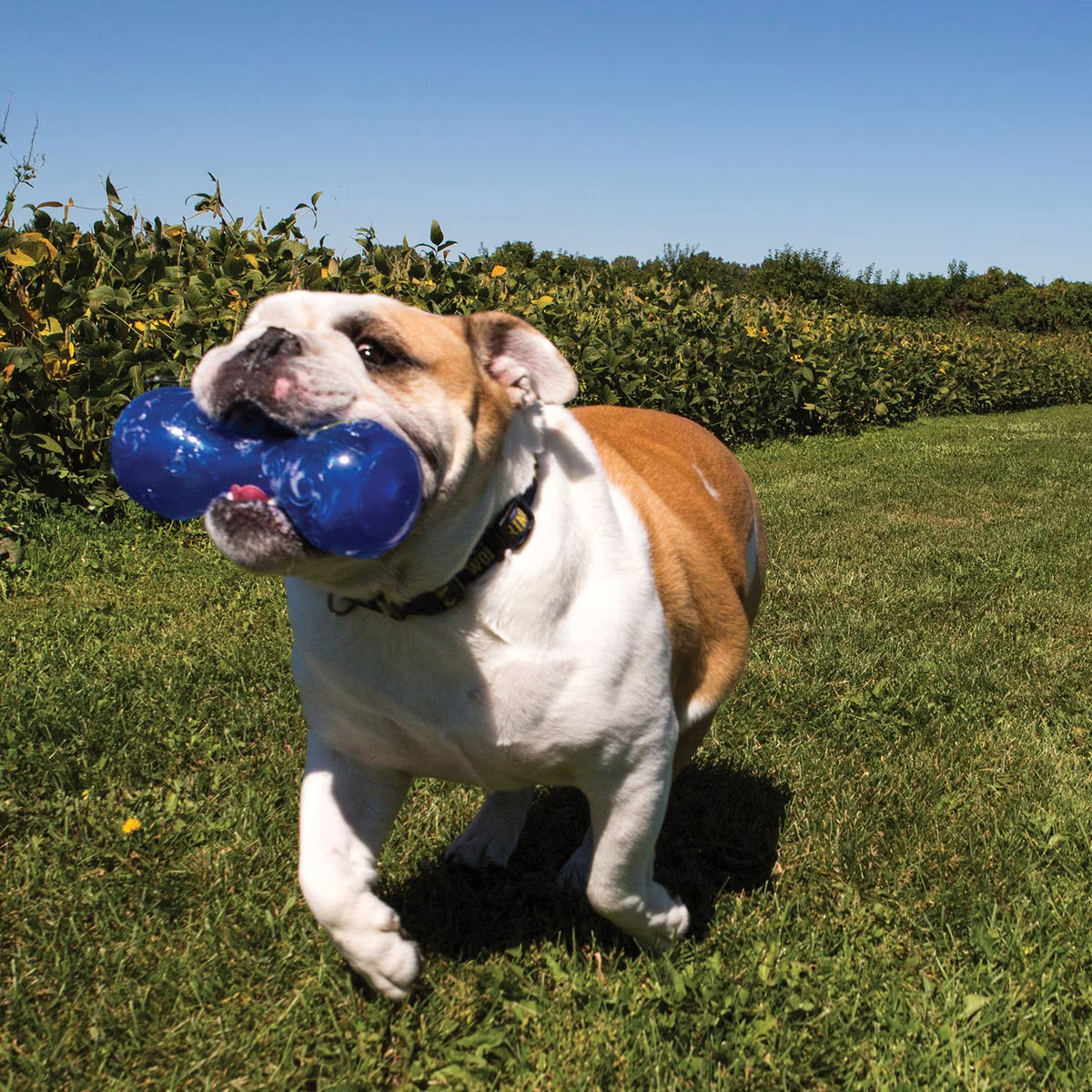 Kong Squeezz Dumbbell ASST   S