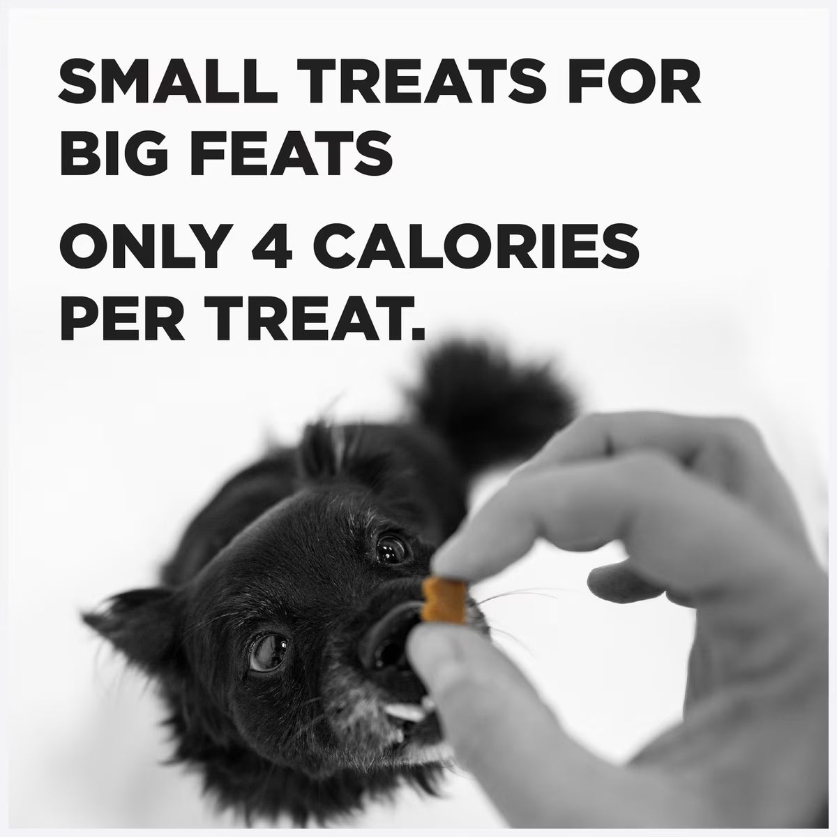 Bixbi Grain-Free Peanut Butter Flavored Pocket Trainers for Dogs 6oz