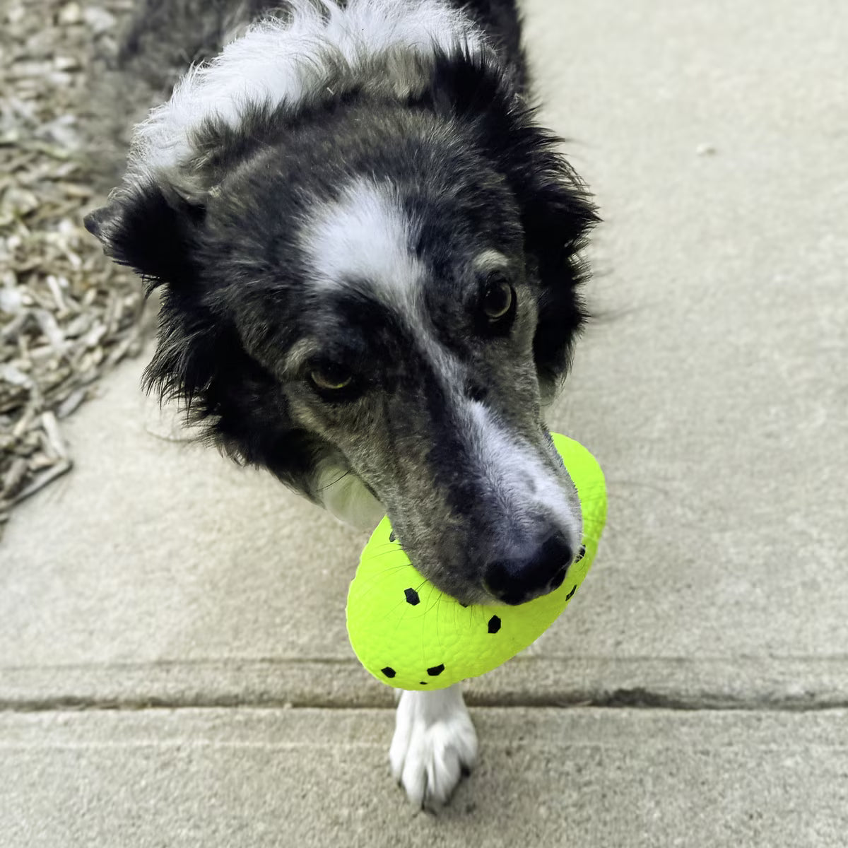Kong Reflex Football Dog Toy Medium/Large