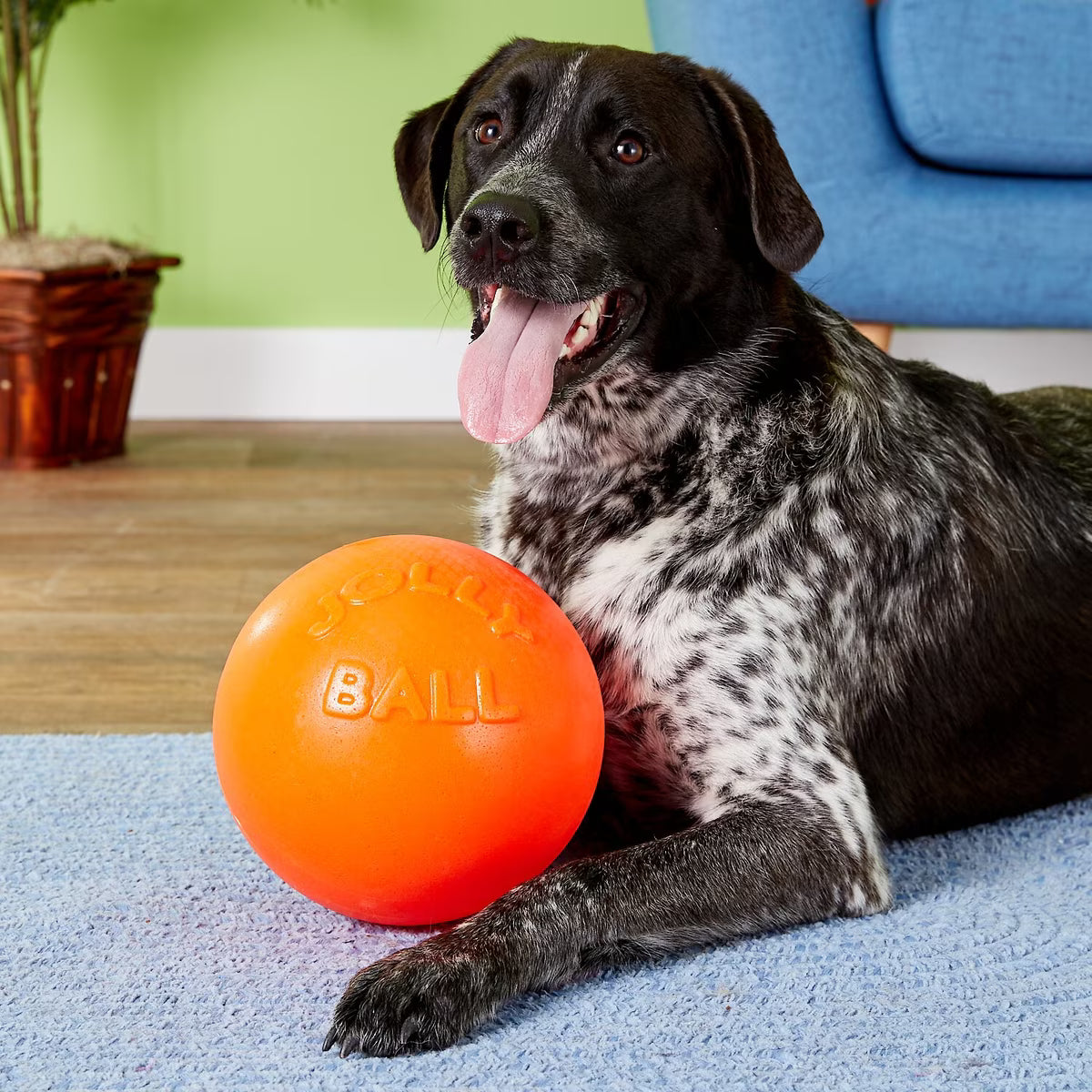 Jolly Pets Bounce-n-Play Dog Toy Orange 8in