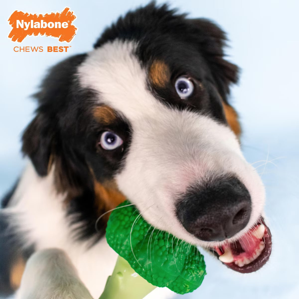 Nylabone Broccoli Power Dog Chew Bacon & Cheese Flavor Large