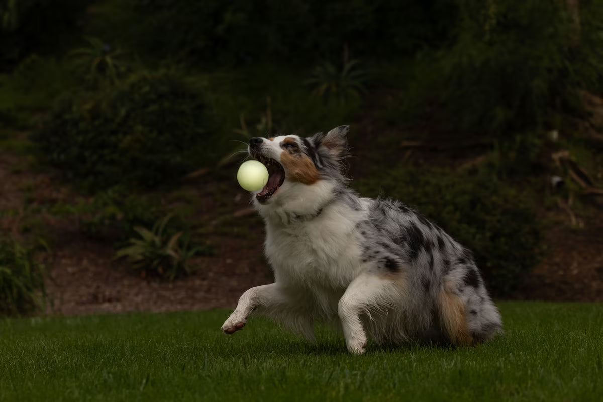 PM Chuckit Lightplay Ball    L
