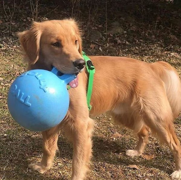 JOLLY BALL TUG N TOSS BLUE 8"
