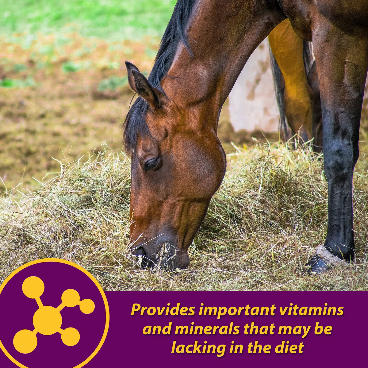 Horse Health Products Red Cell Vitamins & Minerals Liquid Horse Supplement 1gal
