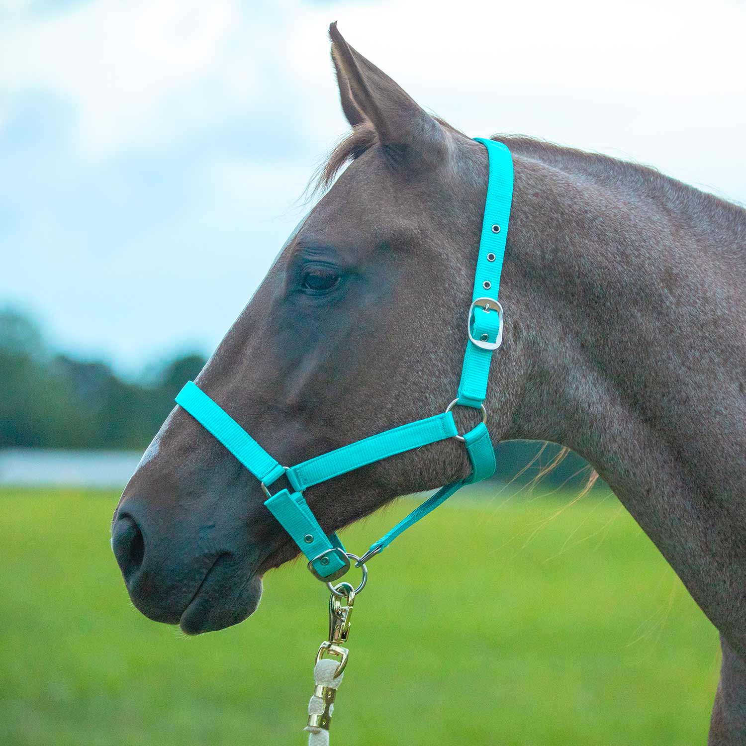Adjustable Nylon Full Size Horse Halter