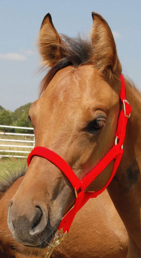 Nylon Foal & Pony Halter