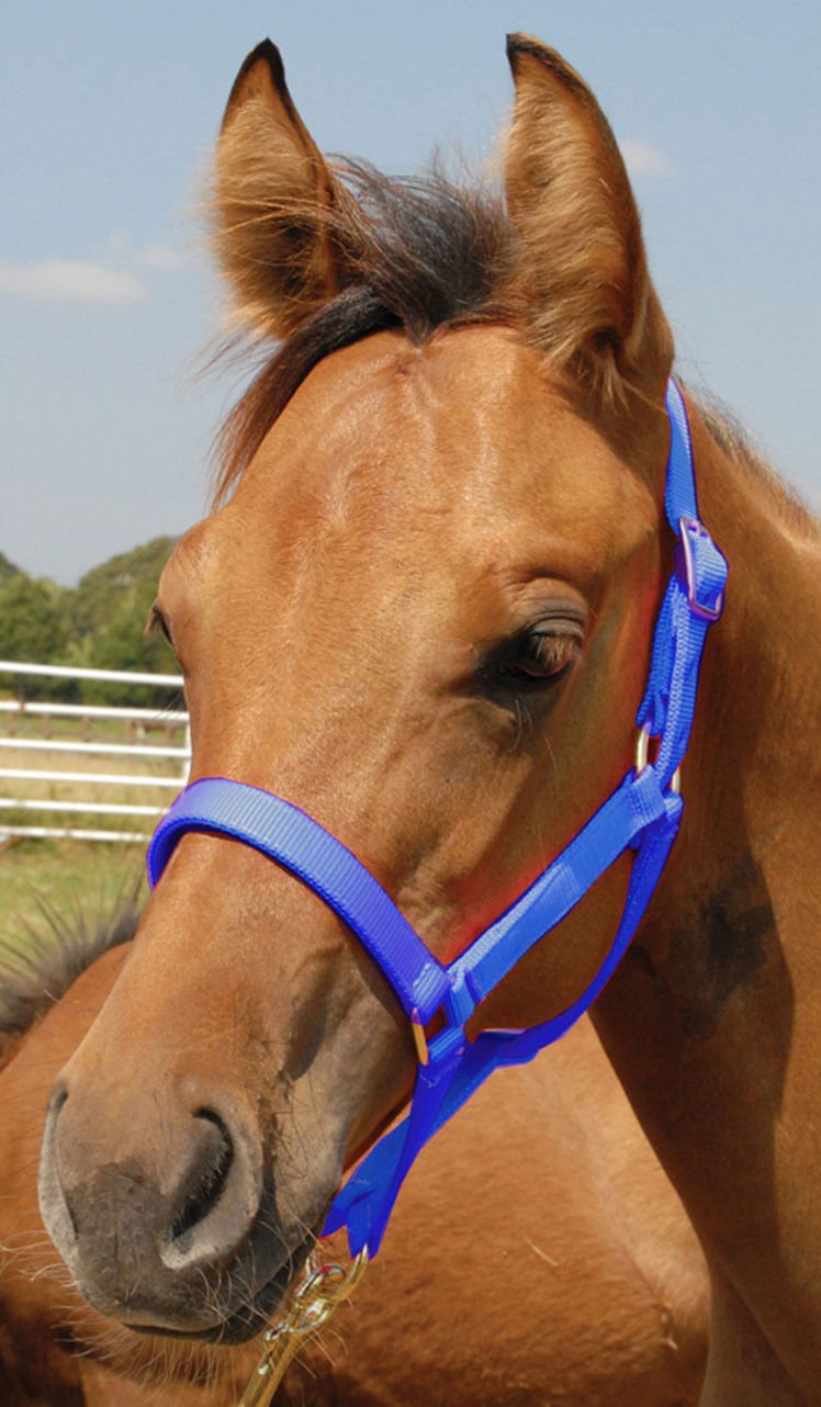 Nylon Foal & Pony Halter