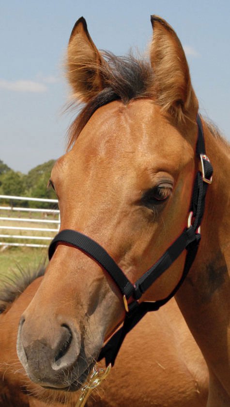 Nylon Foal & Pony Halter