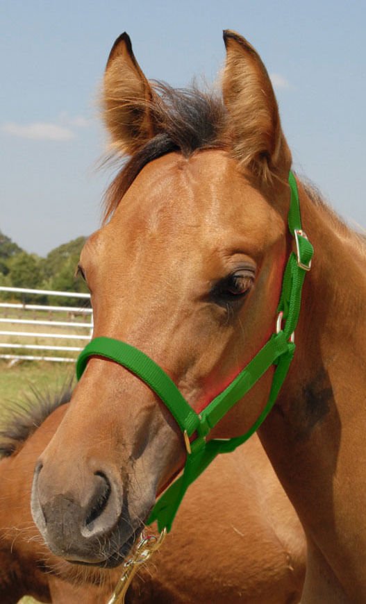 Nylon Foal & Pony Halter