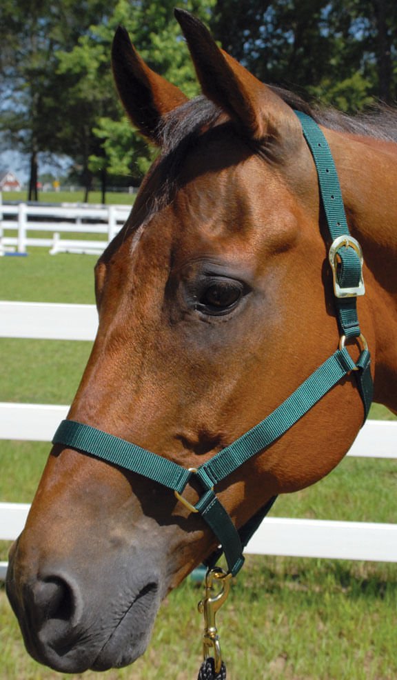 Turnout Nylon Horse Halters, 2-Ply, 1"
