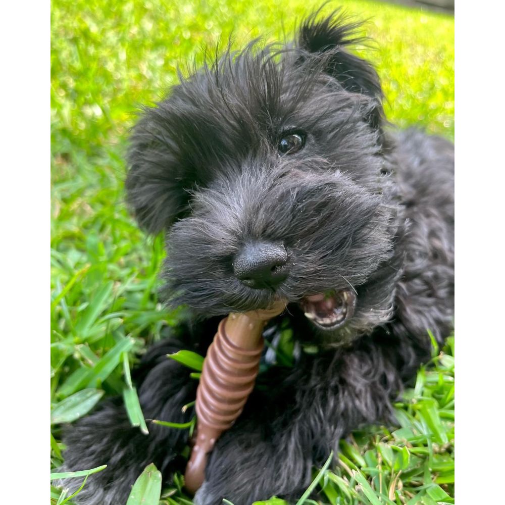Nylabone Power Dog Chew Groove Dental Bone Medium