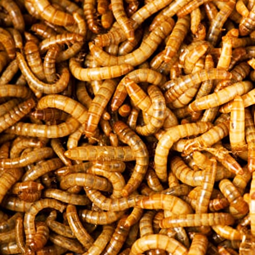 LARGE MEALWORM1000ct
