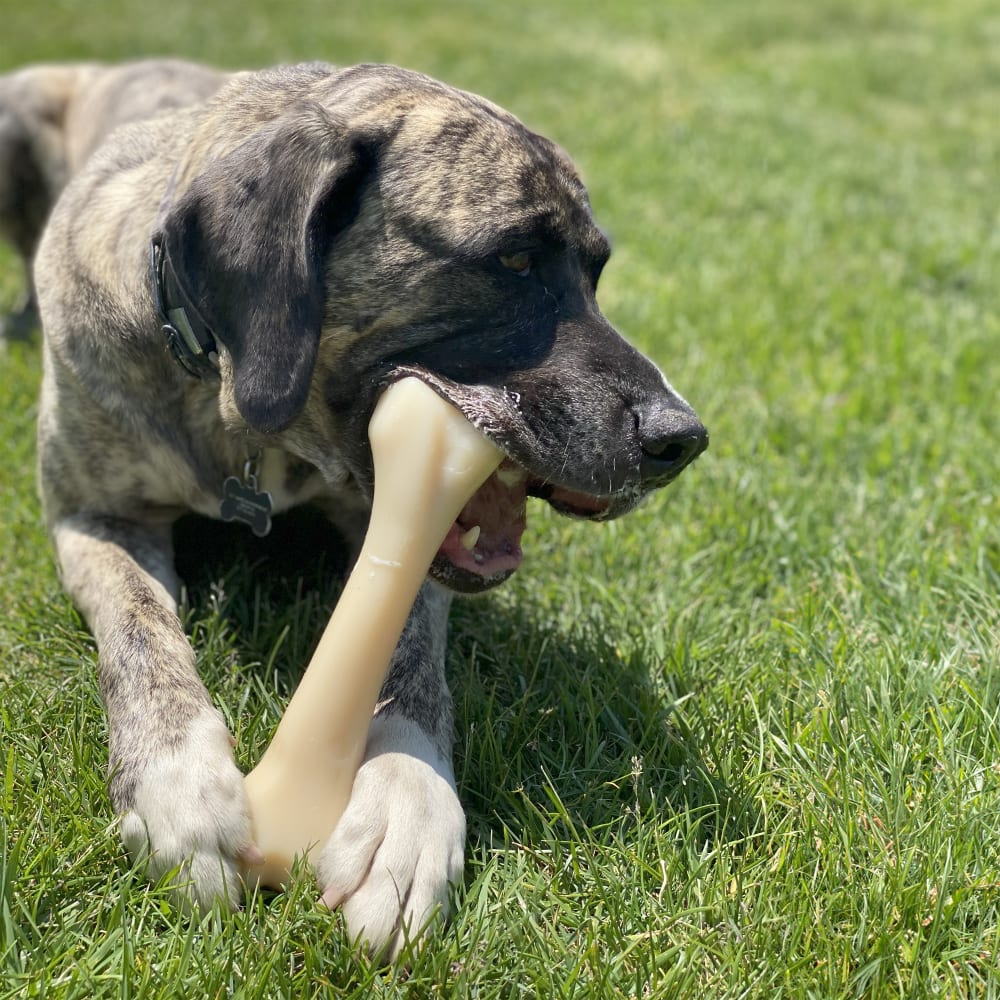 Nylabone Power Chew Butcher Bone Chicken Flavored Big Dog Chew