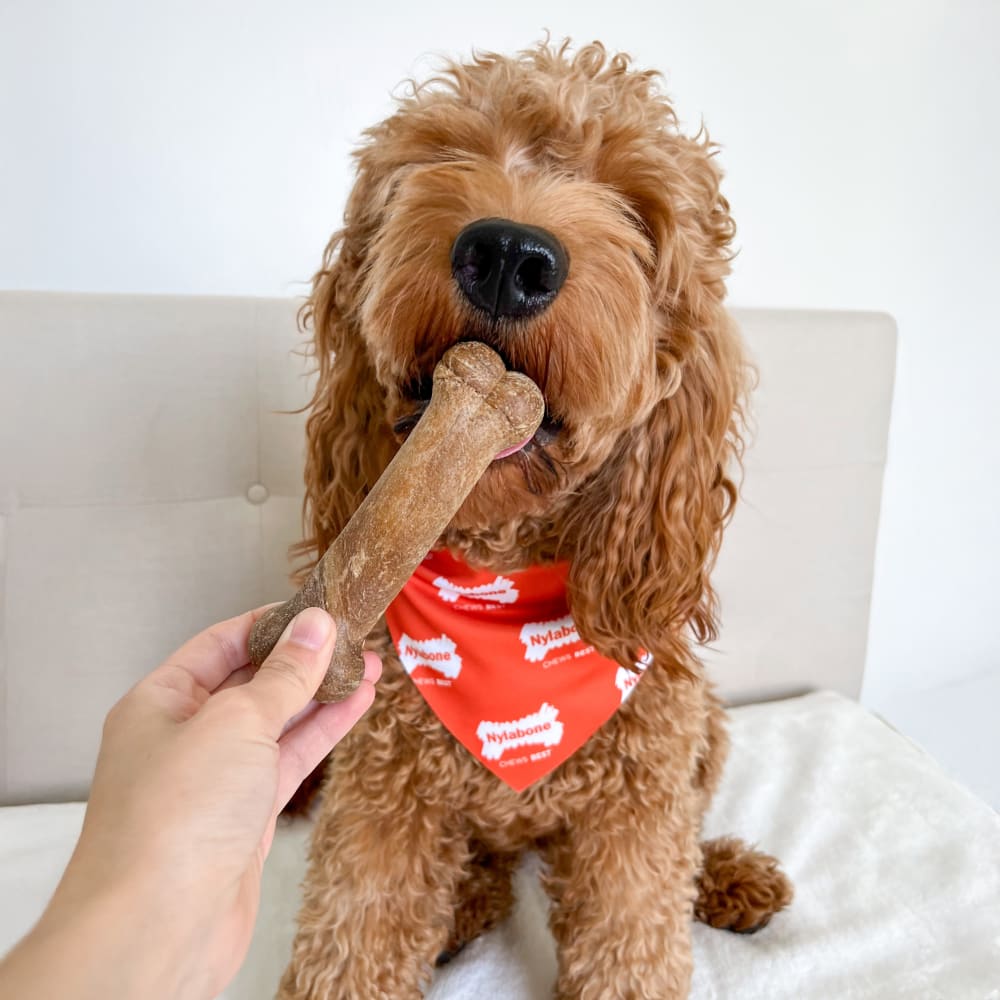 Nylabone Healthy Edibles All-Natural Long Lasting Dog Chew Treats Wolf 2pk