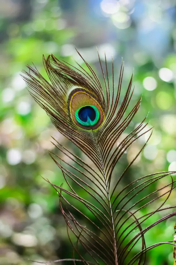 VEE  PEACOCK FEATHERS SINGLE