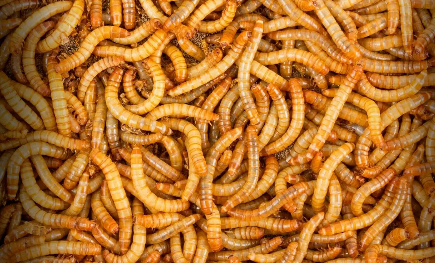 LARGE MEALWORM 250ct