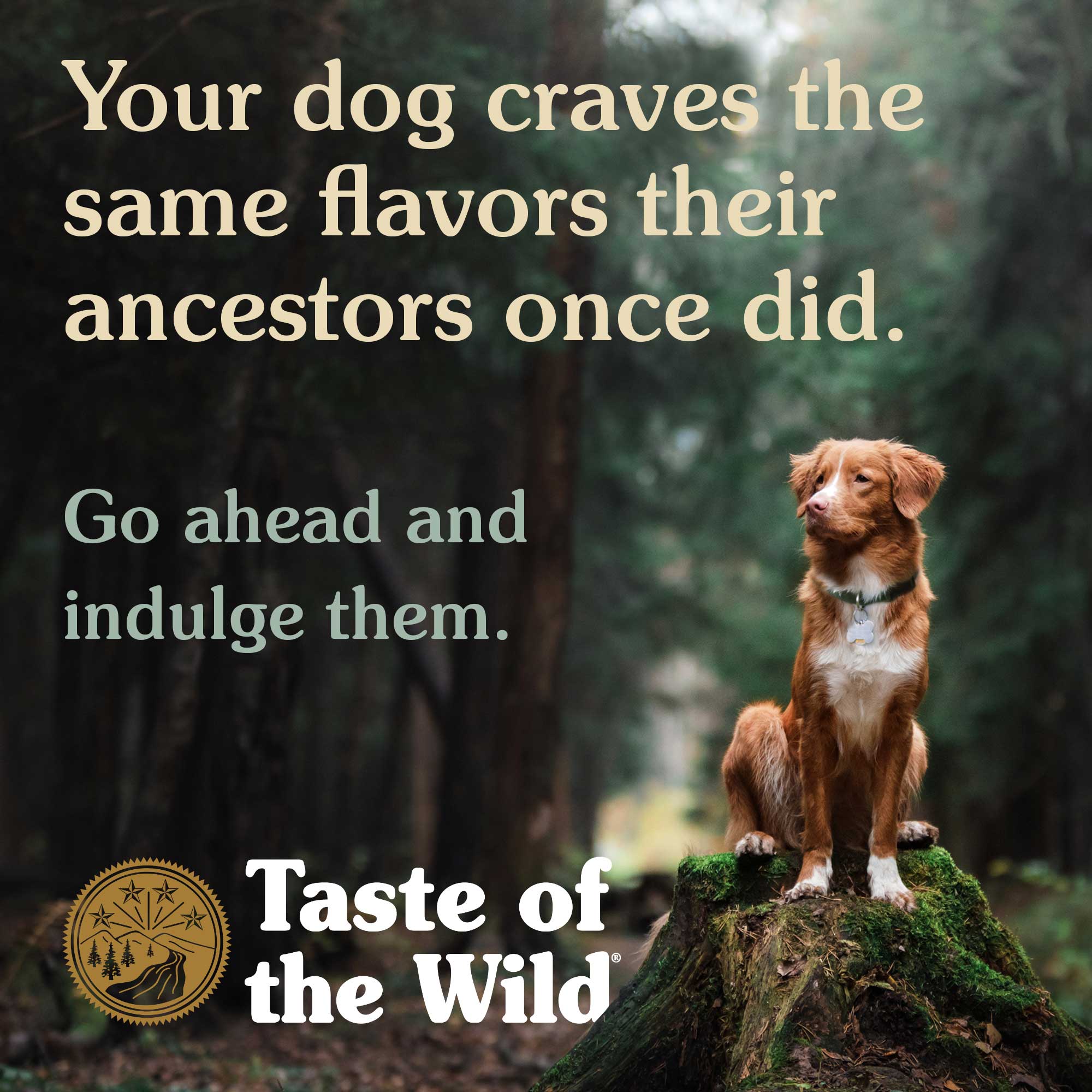 Taste Of The Wild High Prairie with Bison in Gravy Canned Dog Food 13.2oz