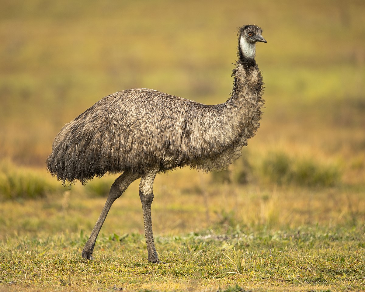 EMU RATITE PELLETS18 % 50LB
