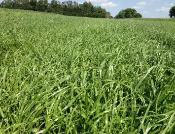 PASTURE GRASS SEED GENERAL