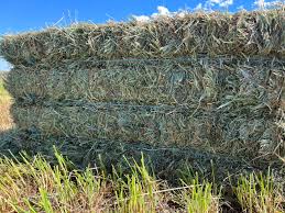 Hay